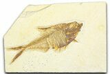 Detailed Fossil Fish (Diplomystus) - Wyoming #360732-1